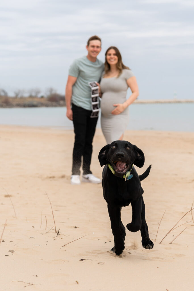 Expecting parents posing while their dog runs toward the camera