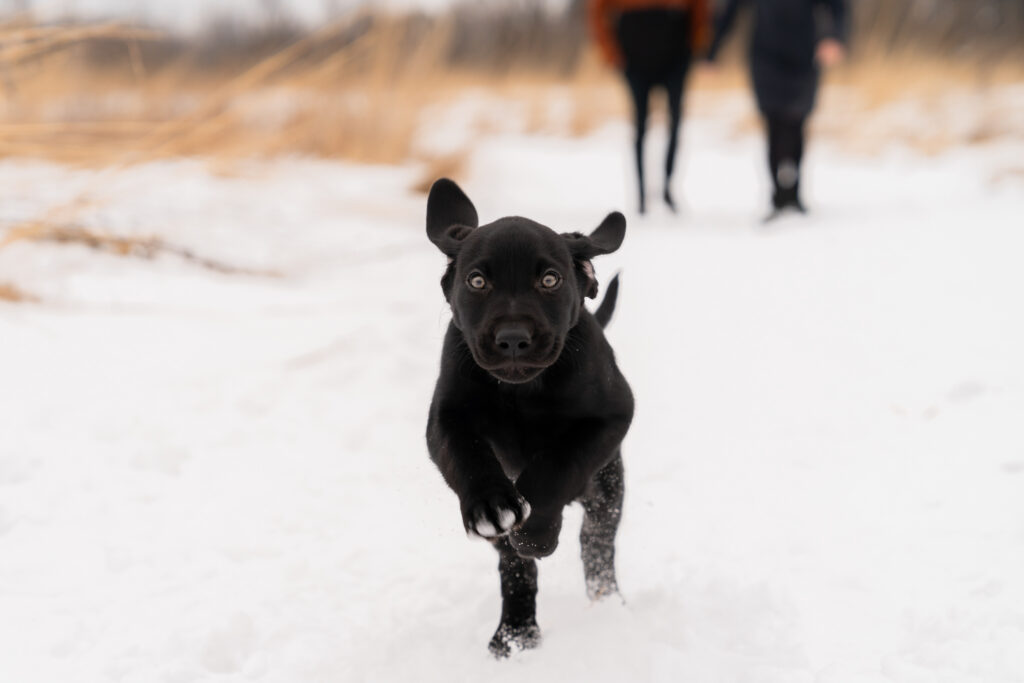 Puppy running toward the camera during family mini session in west bend wisconsin