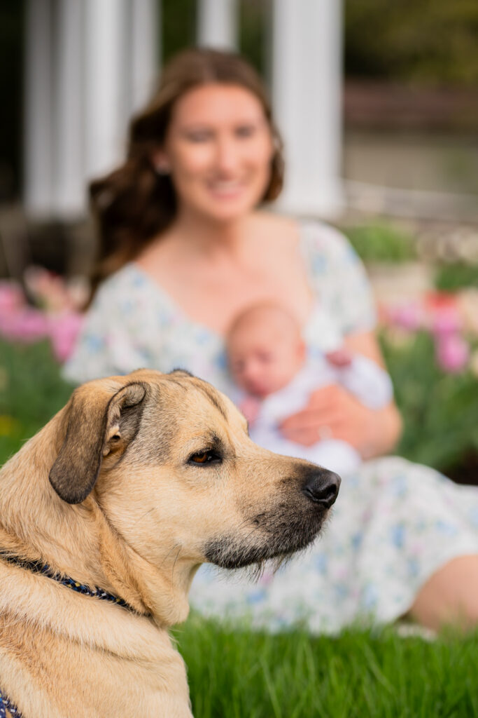 Dog staring candidly into the distance with his owner and newborn baby in the background