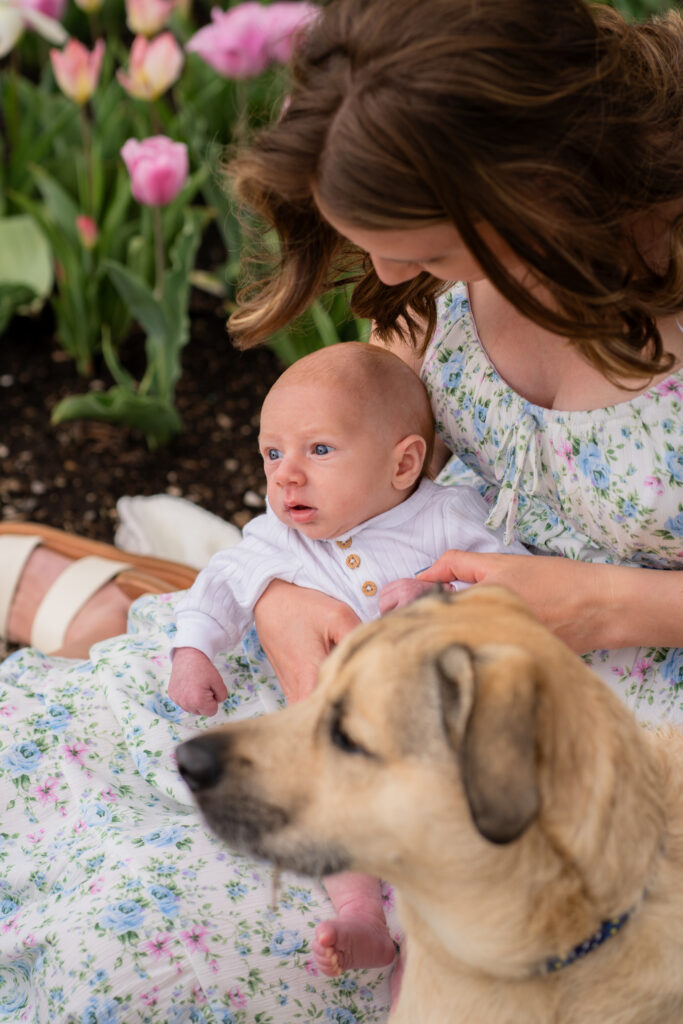 Mother holding her newborn baby in tulip garden at whitnall park with her dog