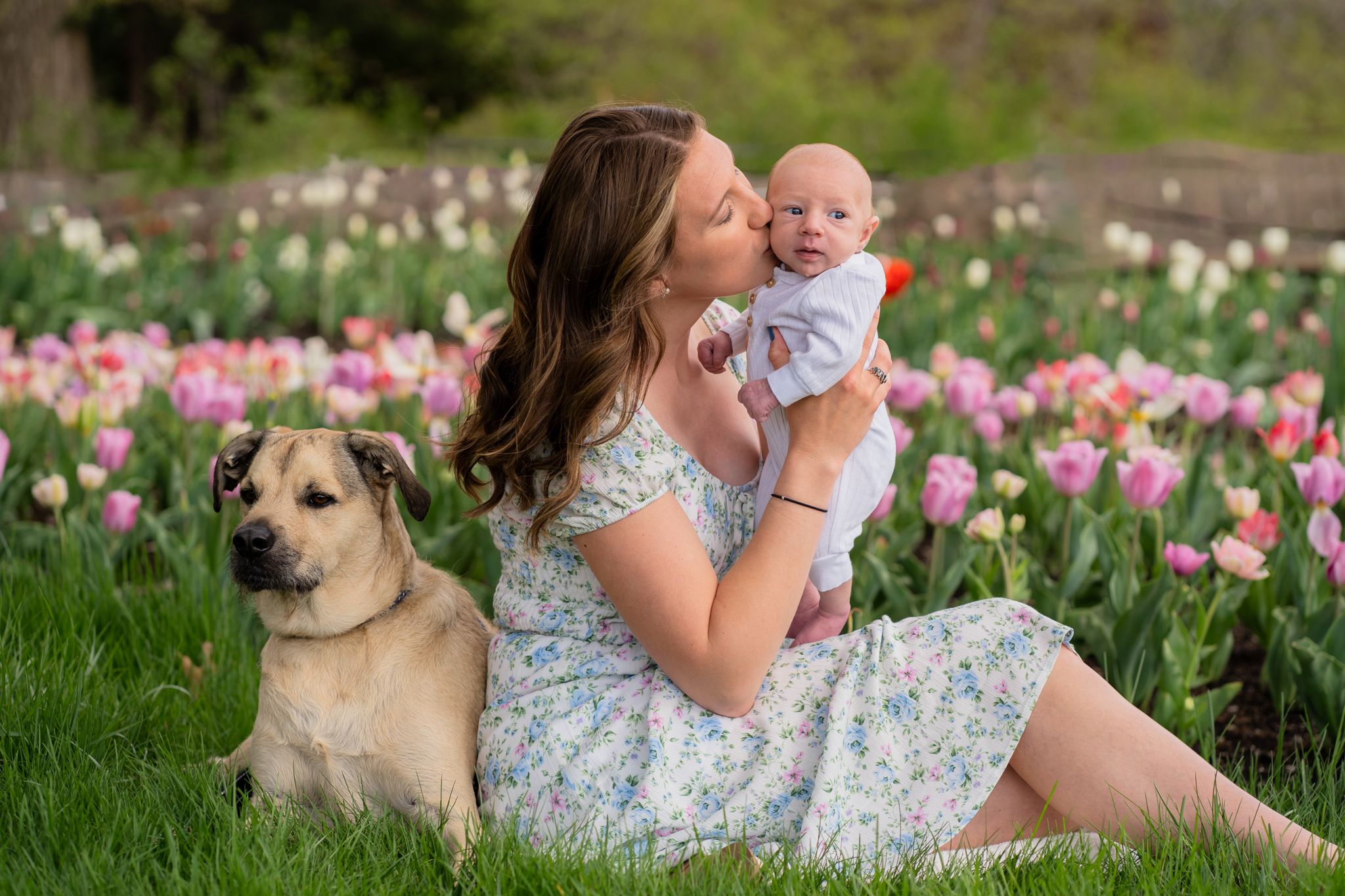 Mother kissing her newborn baby on the cheek while sitting next to her dog in a tulip garden at boerner botanical garden