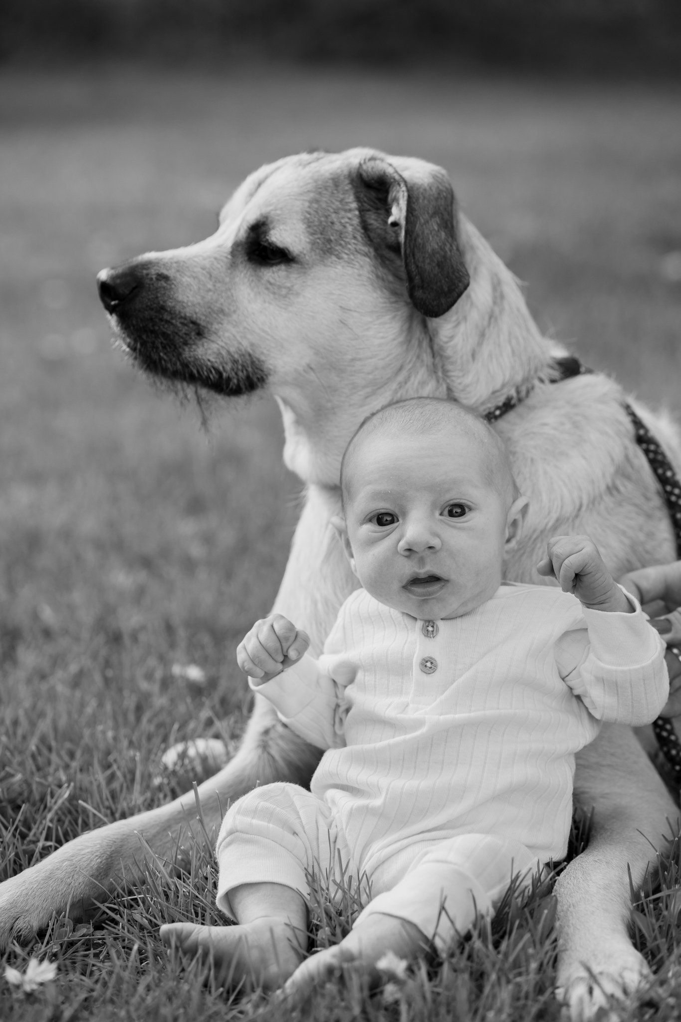 Newborn baby sitting against the family dog outside in the grass at whitnall park in milwaukee wisconsin