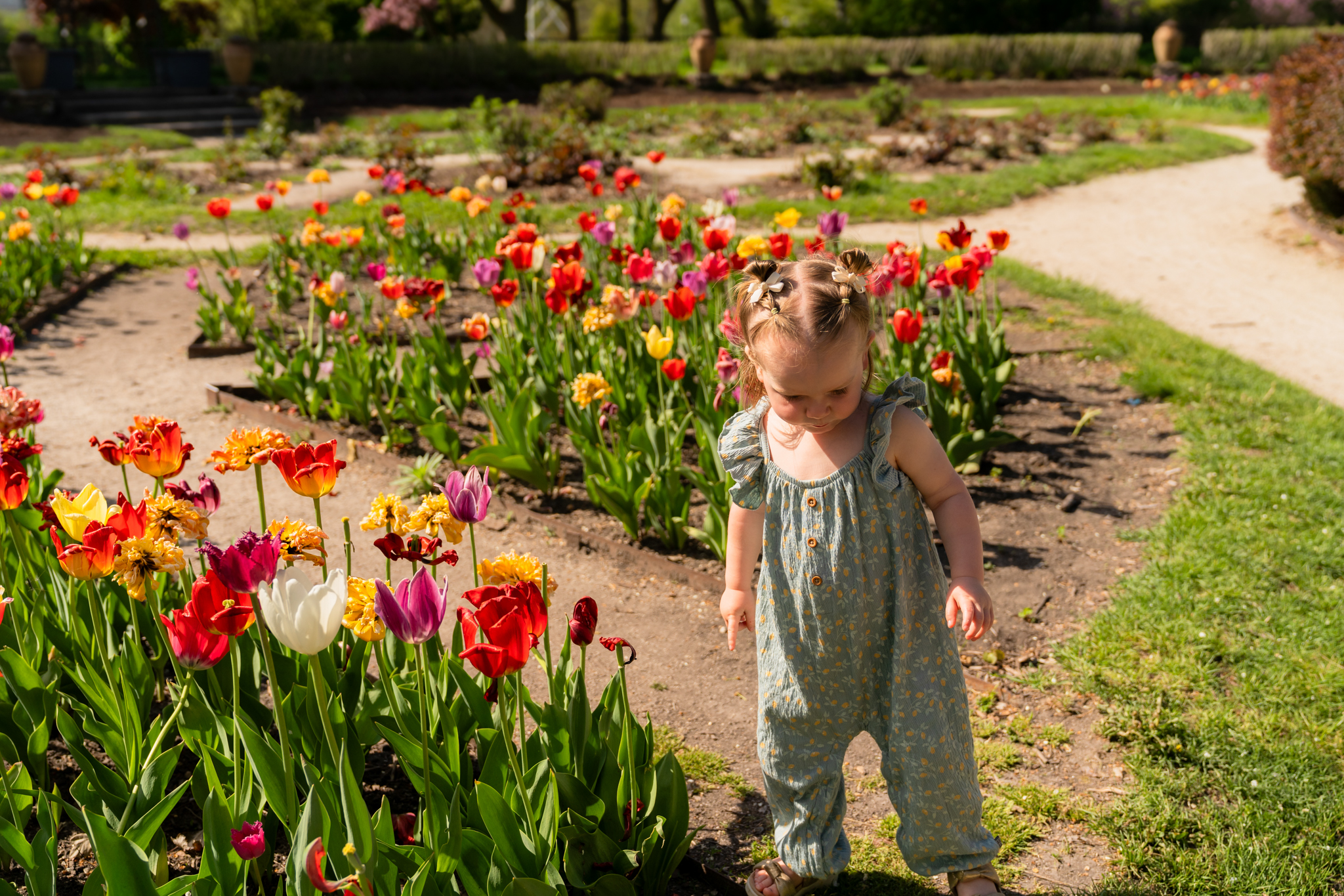 Toddler standing in flower garden at Frame Park formal gardens in Waukesha, Wisconsin